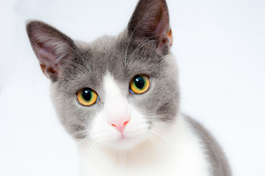 staring cat image